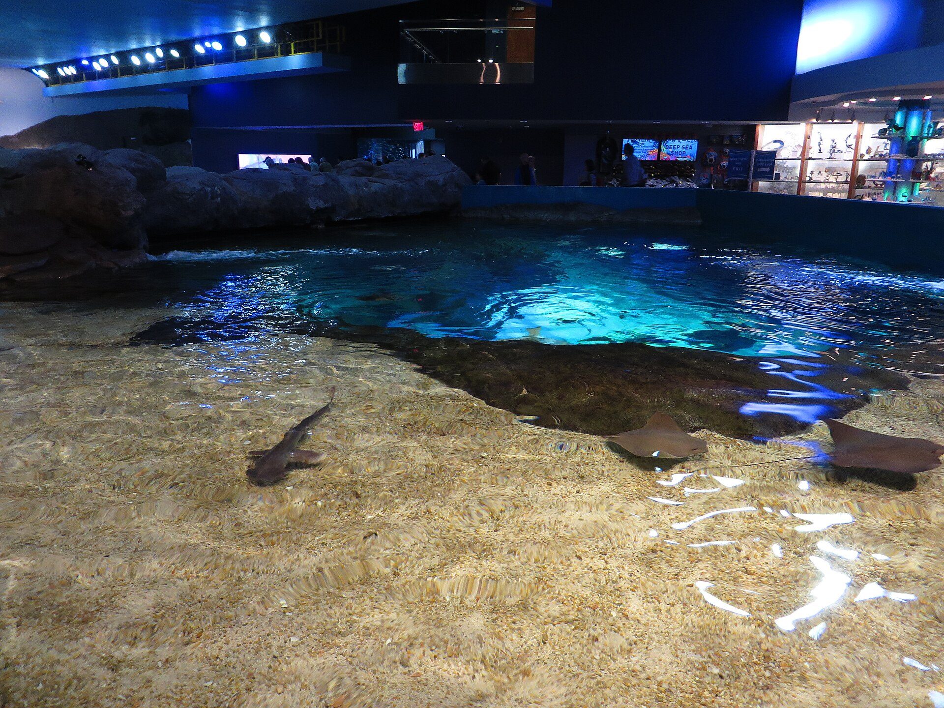 Rays in the open bay, seen from the public rail.