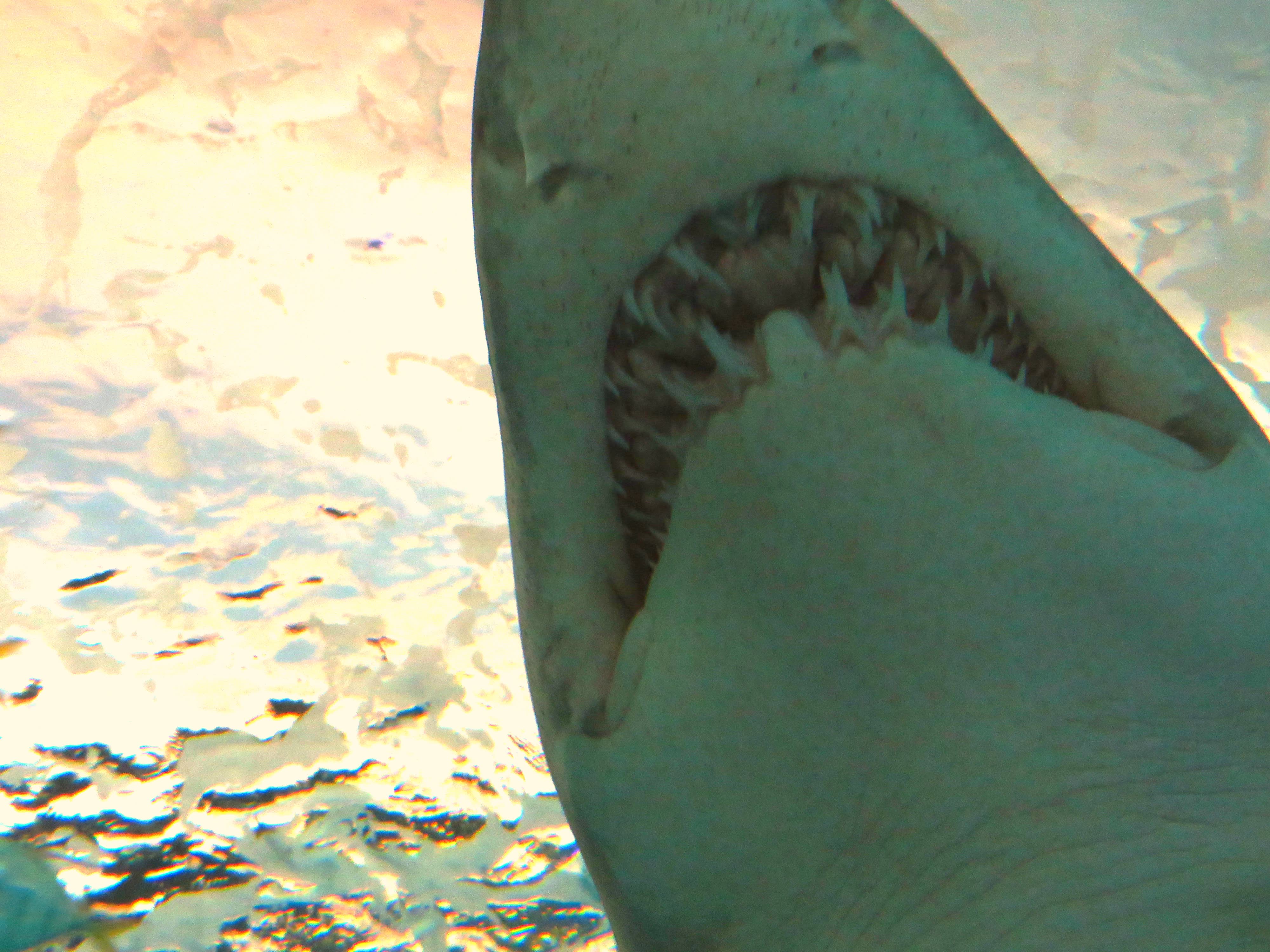 Looking up through the acrylic — sharks pass overhead on a weekday morning.